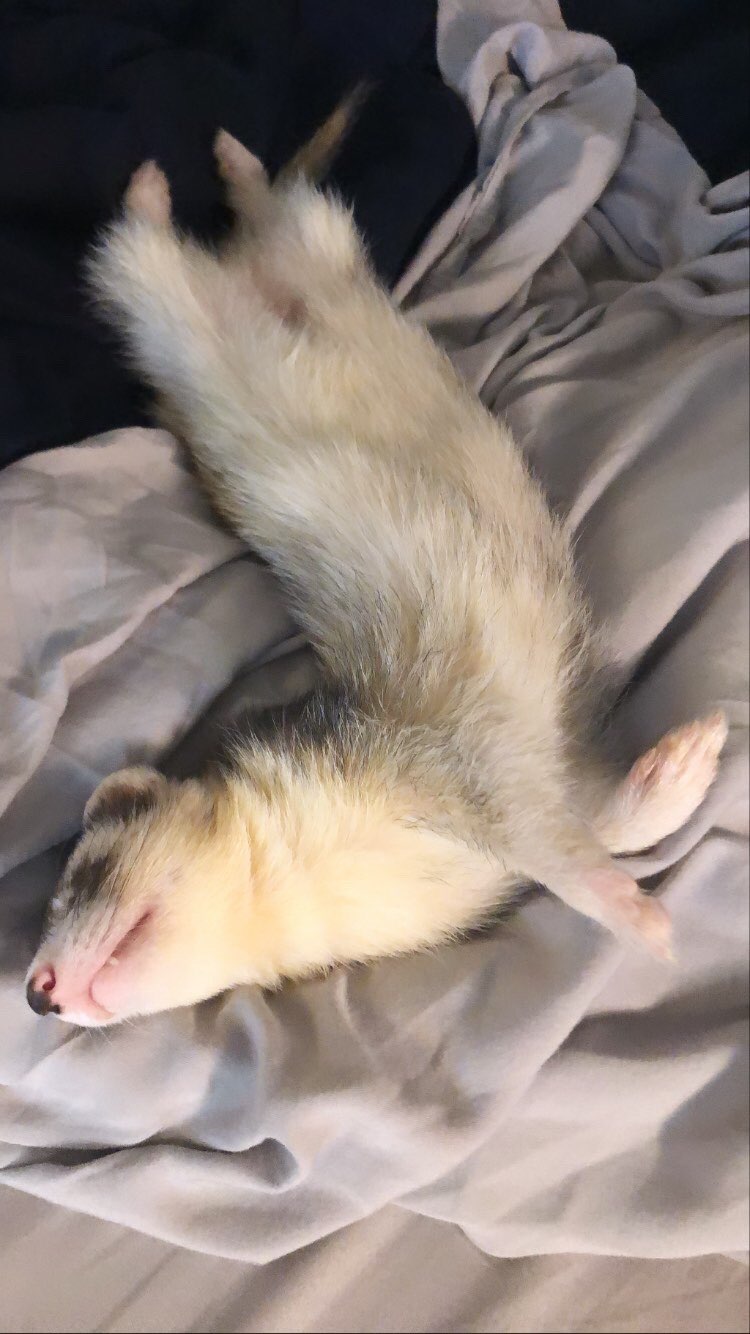 Photo of Francis the ferret sleeping on his back